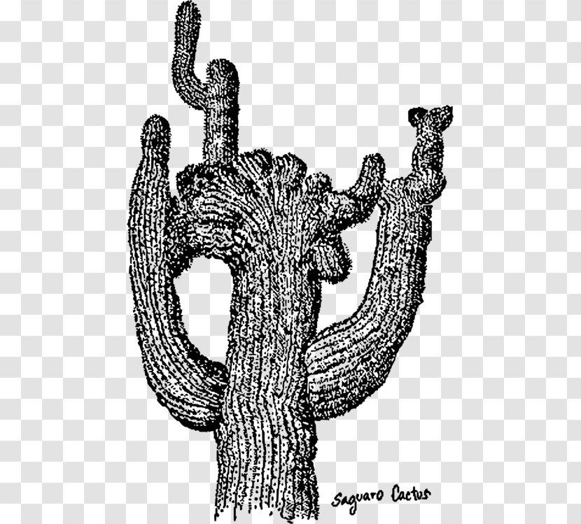 Saguaro National Park Cactus Drawing Vector Graphics - Black And White Aesthetic Transparent PNG