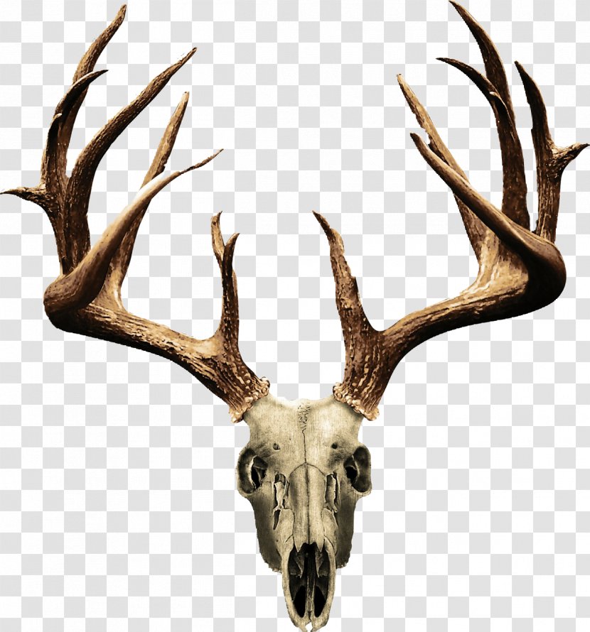 White-tailed Deer Elk Antler Clip Art Transparent PNG