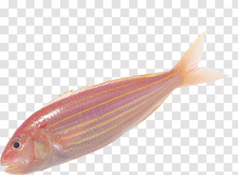 Fish Soup Scale - Fisch Transparent PNG