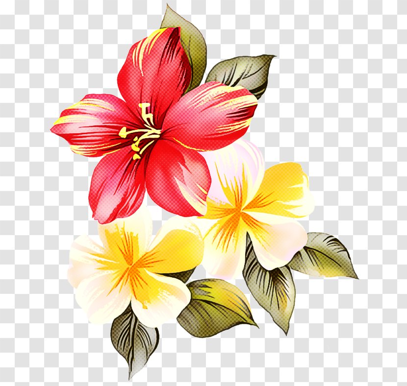 Flower Petal Plant Yellow Hawaiian Hibiscus - Frangipani - Lily Transparent PNG