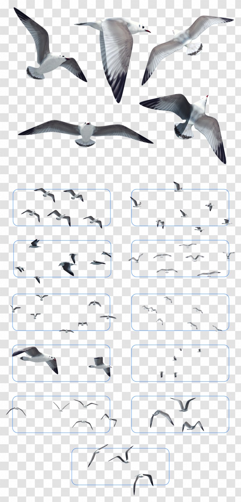 Bird Gulls Flight Flock - Quicktime - Of Birds Transparent PNG