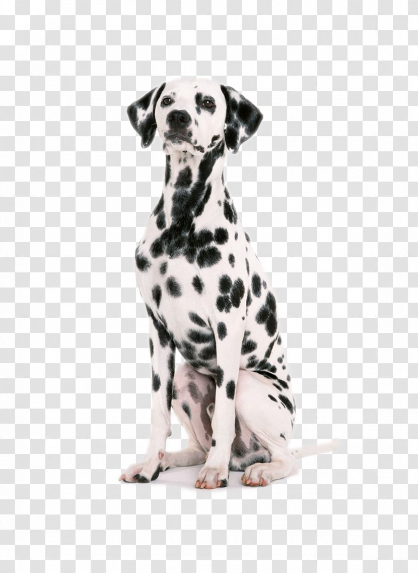 Dalmatian Dog Puppy Harness Collar Pet - Breed Transparent PNG