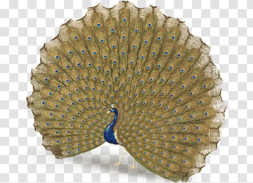 Peafowl Feather Tail Ellipse Giuseppe Castiglione - China Palace Transparent PNG