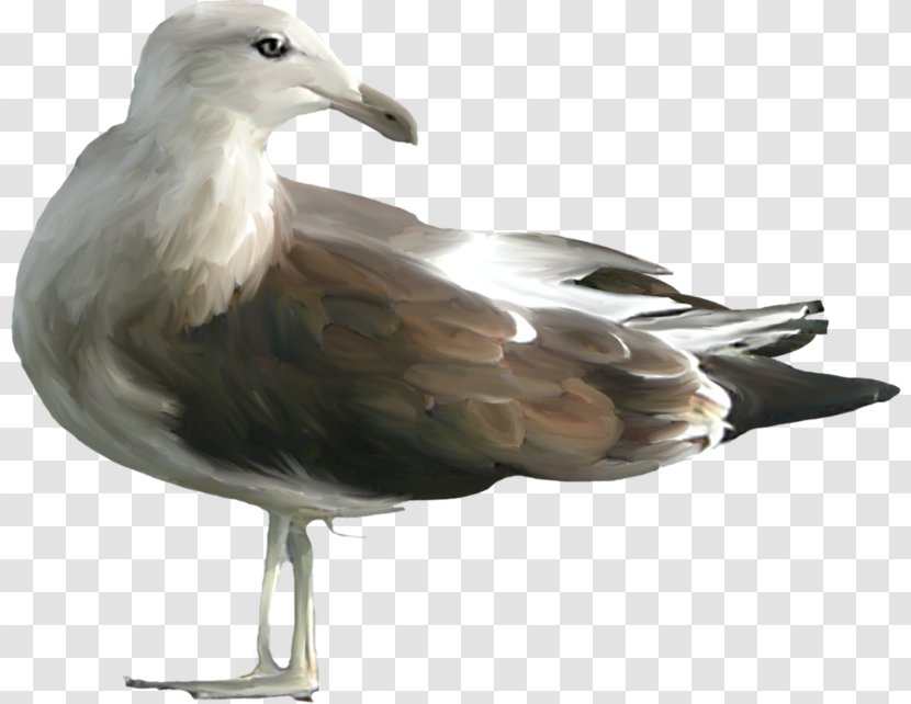 European Herring Gull Bird Clip Art - Fauna Transparent PNG