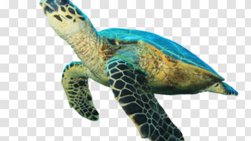 Green Sea Turtle Hawksbill Clip Art - Animal Transparent PNG