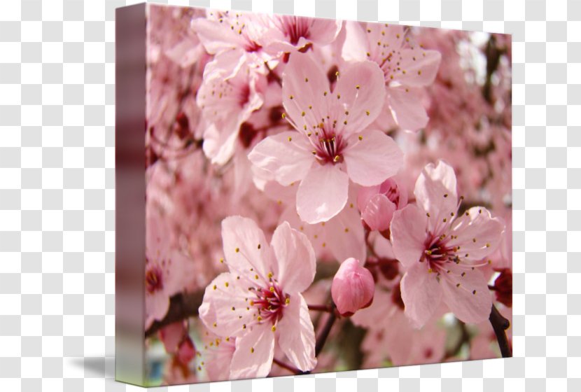 Cherry Blossom Spring Prunus Flower - Branch Transparent PNG