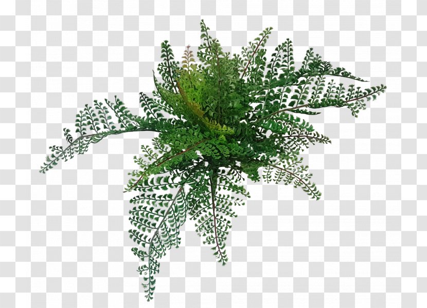 Fern Tree Vascular Plant Wood Flower - Artificial Greenery Garland Transparent PNG