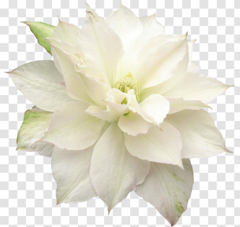 Flower Lilium Clip Art - Rose Family Transparent PNG
