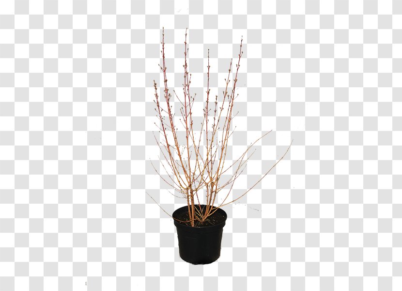 Flowerpot Houseplant - Cornus Transparent PNG