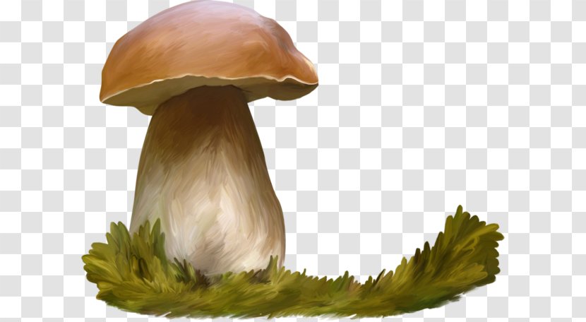 Oyster Mushroom Watercolor Painting Penny Bun Transparent PNG