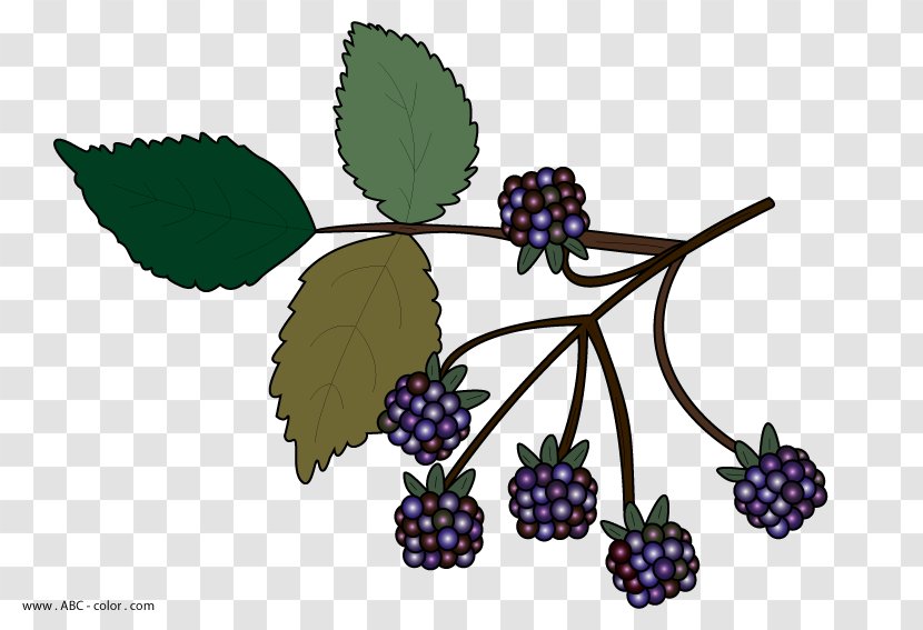 BlackBerry Clip Art - Drawing - Black Berries Cliparts Transparent PNG