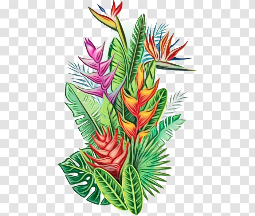 Flower Plant Leaf Heliconia Flowering - Anthurium - Houseplant Transparent PNG