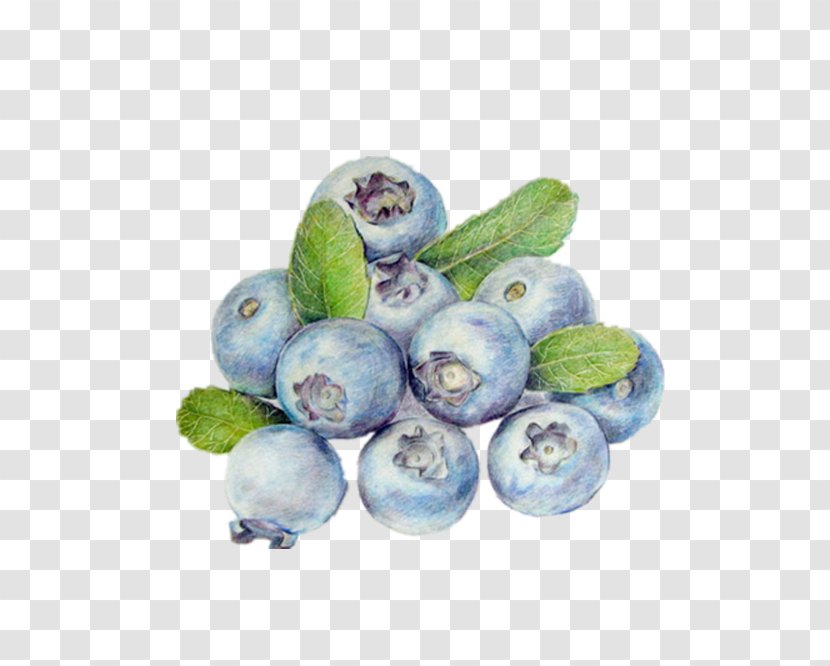 Bilberry Blueberry Google Images Cranberry - Attractive Painted Transparent PNG