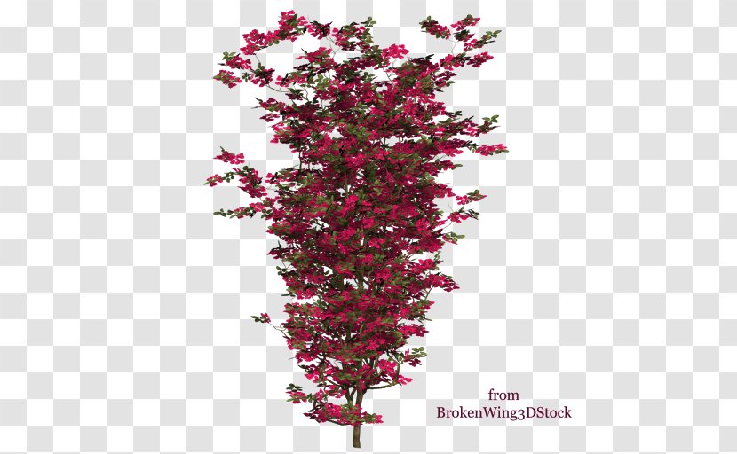 Bougainvillea Shrub Plant Tree Branch Transparent PNG