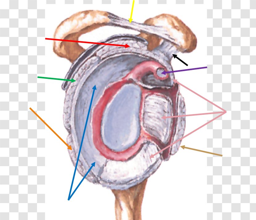 Shoulder Joint Glenoid Cavity Coracohumeral Ligament - Watercolor Transparent PNG