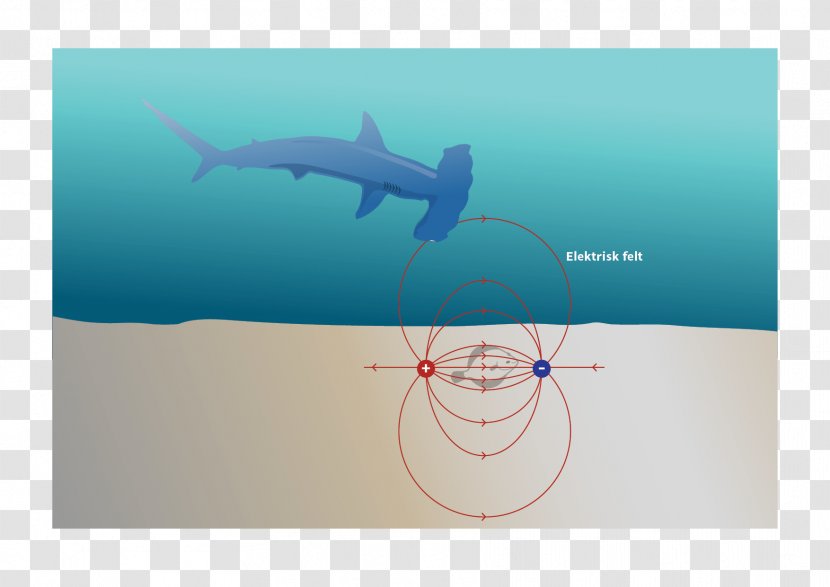 Tiger Shark Sense Drawing Hammerhead - Marine Mammal - Fig Transparent PNG