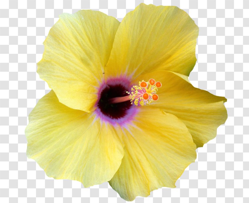 Flower Shoeblackplant Yellow Hibiscus Clip Art - Red - Hawaii Transparent PNG