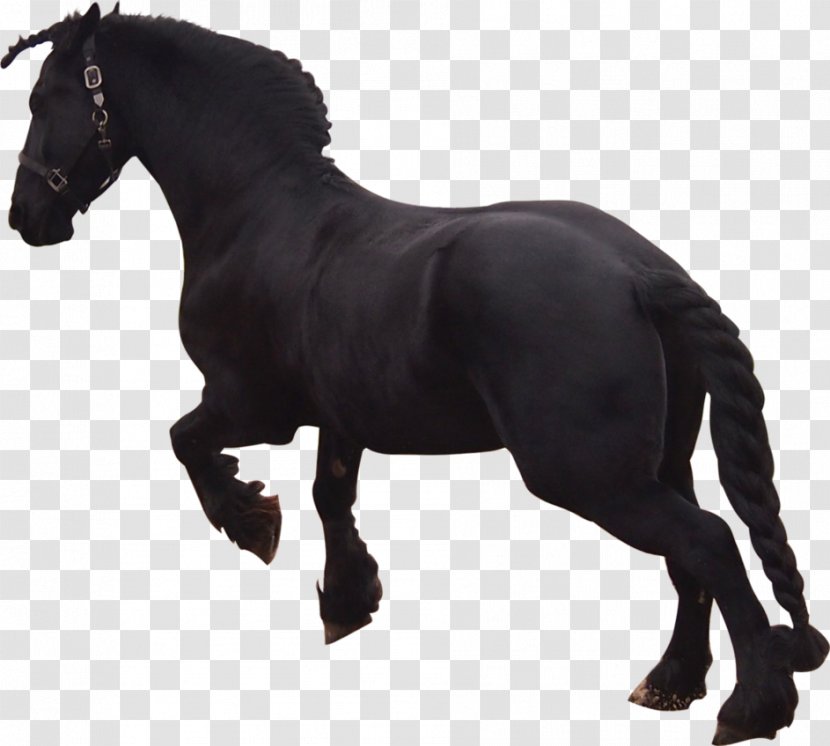 Friesian Horse Stallion Mustang Pony Black - Mane Transparent PNG