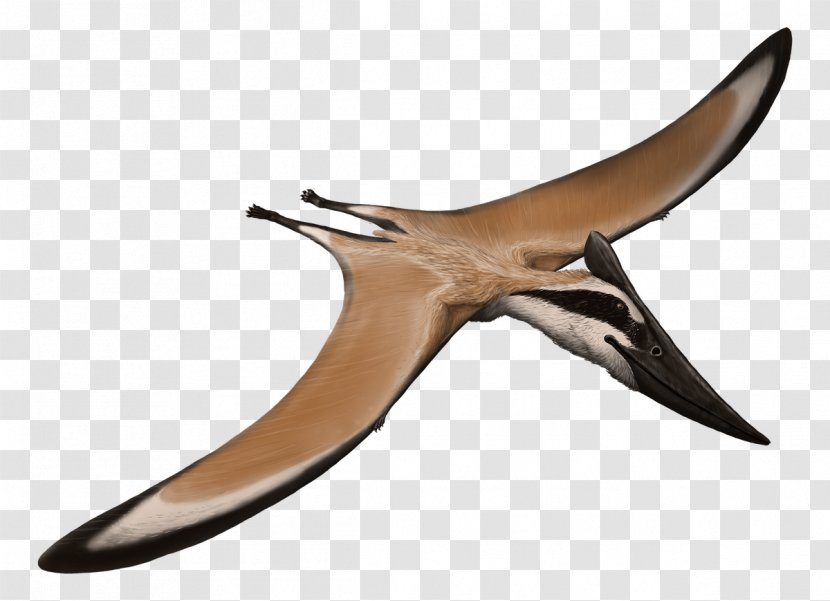 Pteranodon Pterodactyloidea Nyctosauridae Aerotitan Alamodactylus - Wing - Pterosaurs Streamer Transparent PNG