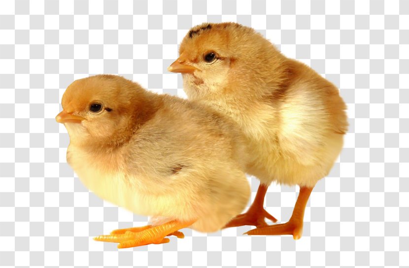 Rhode Island Red Sussex Chicken Broiler Poultry Farming - Baby Animals Transparent PNG