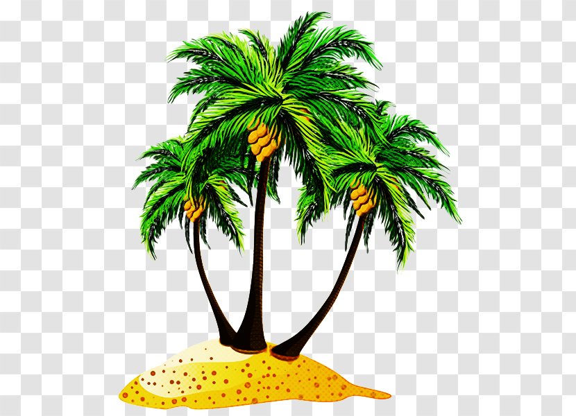 Coconut Tree Drawing - Date Palm - Attalea Speciosa Houseplant Transparent PNG