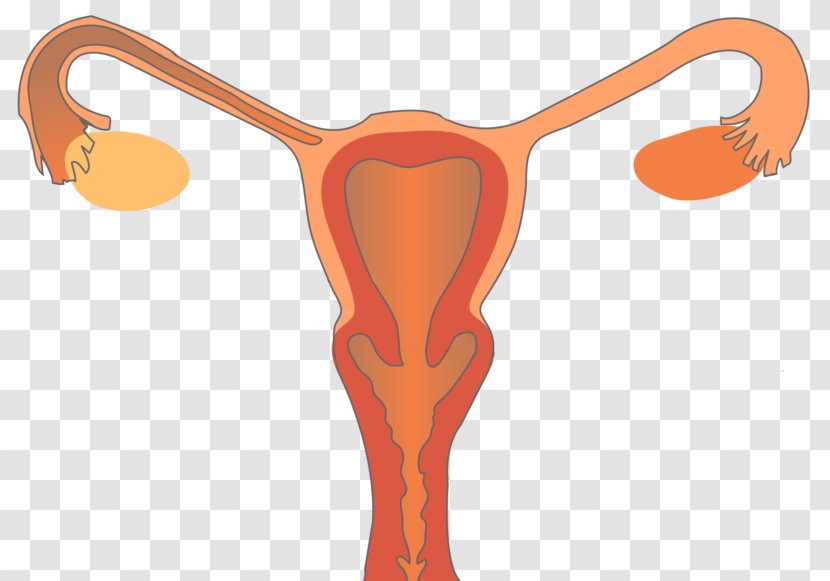 Female Reproductive System Health Woman - Tree Transparent PNG