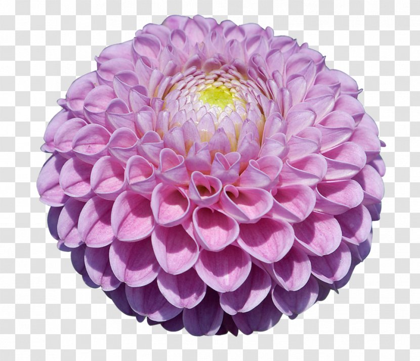 Dahlia Pink Flowers Clip Art - Flower Transparent PNG