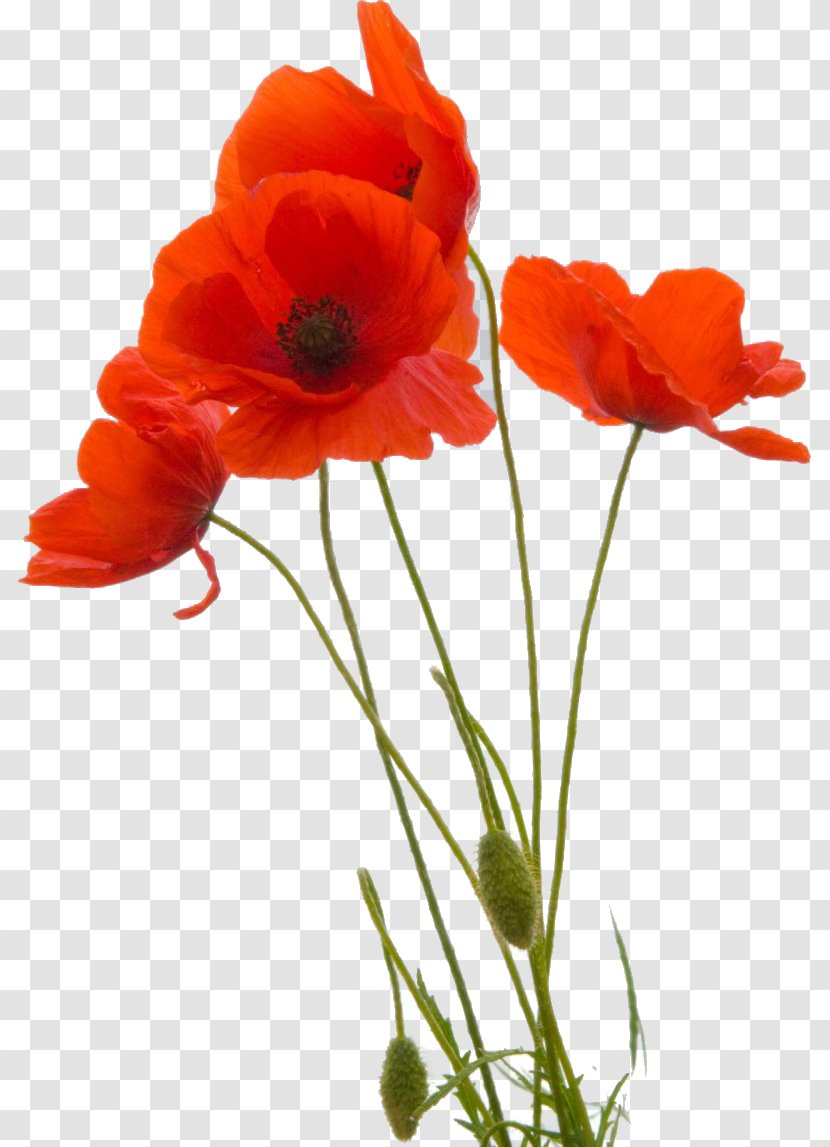 Common Poppy Flower Remembrance Petal - Pantheon Transparent PNG