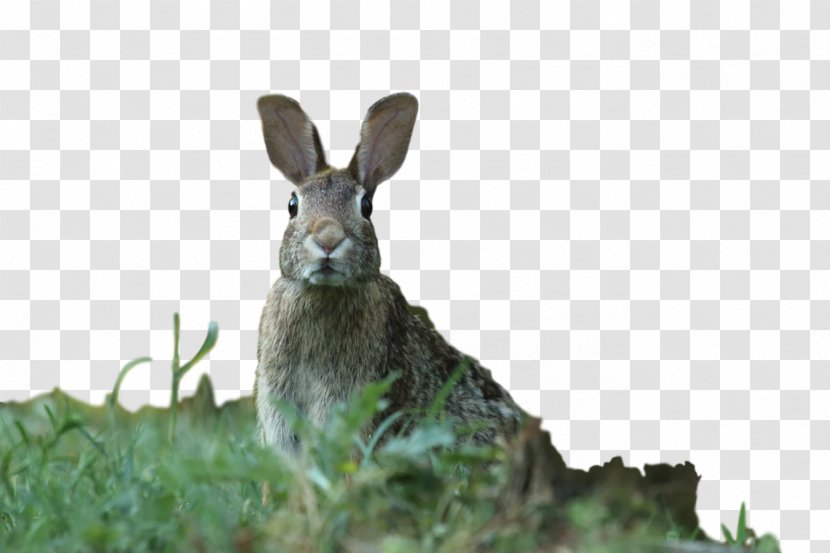 Domestic Rabbit Hare Kleintierpraxis New England Cottontail - Facebook Inc - Brown Transparent PNG