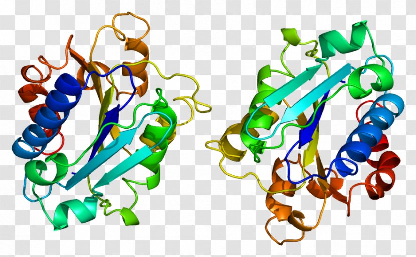 Macrophage-1 Antigen Integrin Alpha M Receptor Beta 2 - Art Transparent PNG