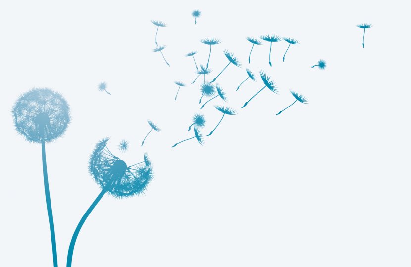 Common Dandelion Wind Seed - Organism Transparent PNG