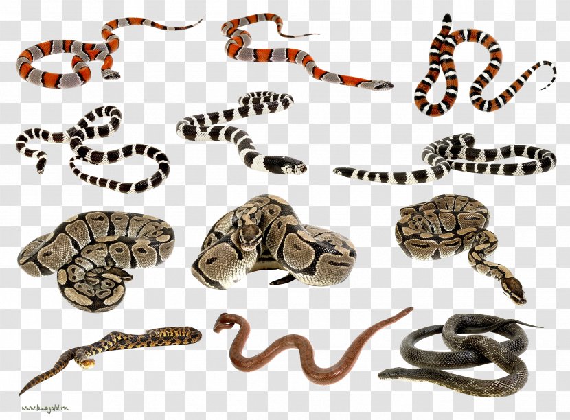 Snake Reptile Python - Animal Figure Transparent PNG