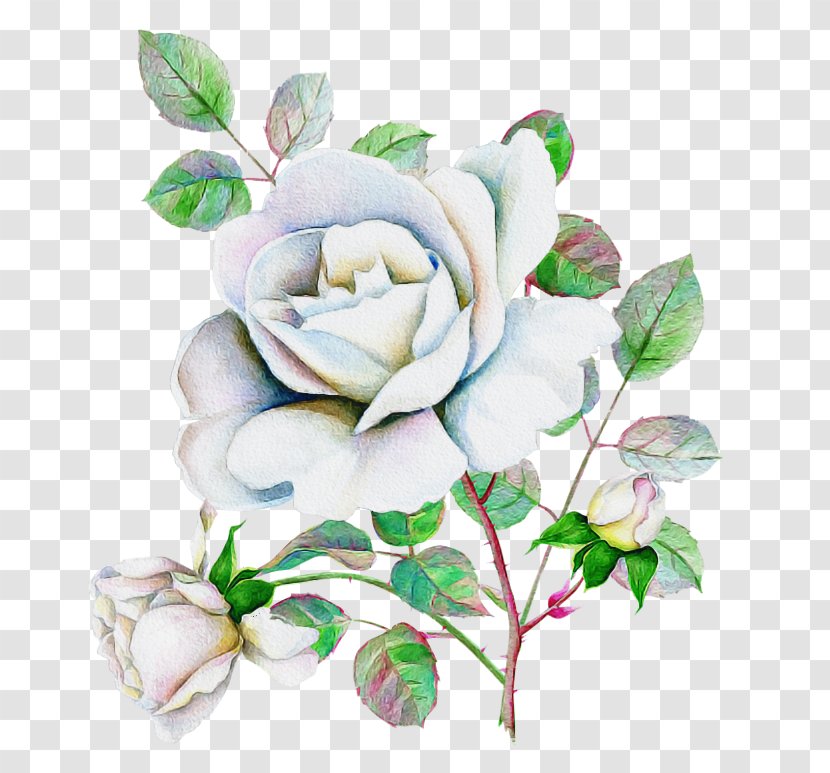 Garden Roses - Watercolor Paint Transparent PNG