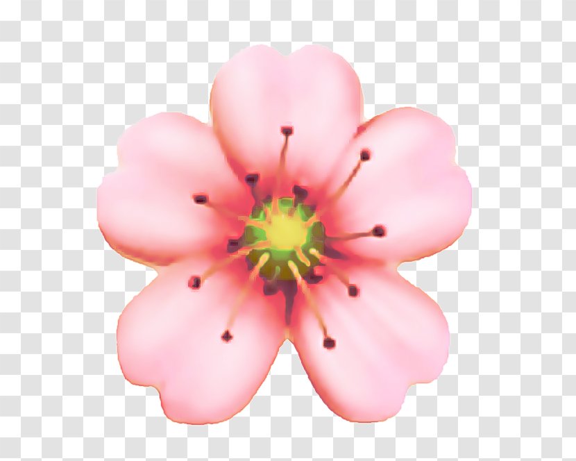 Cherry Blossom Cartoon - Party - Perennial Plant Wildflower Transparent PNG