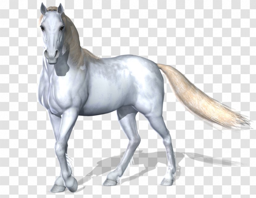 White Horse - Stock - Image Transparent PNG