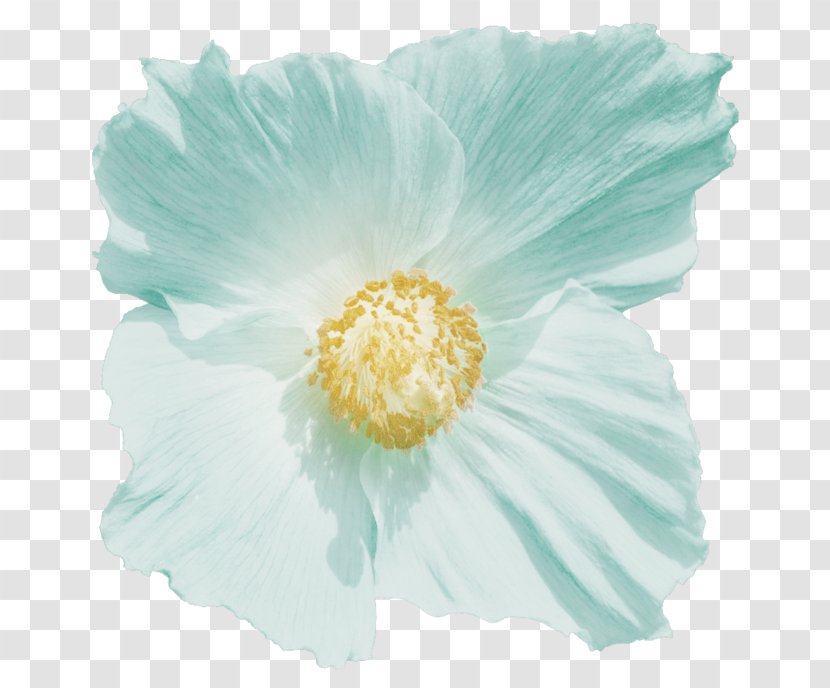 Mallows The Poppy Family Herbaceous Plant - Flower - Mallow Transparent PNG