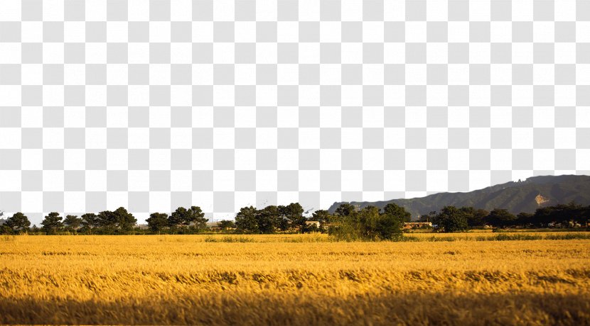 Download Computer File - Ecoregion - The Wheat Is Ripe Transparent PNG