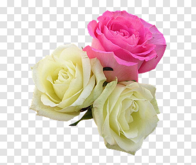 Flower Garden Roses - Rosa Centifolia Transparent PNG