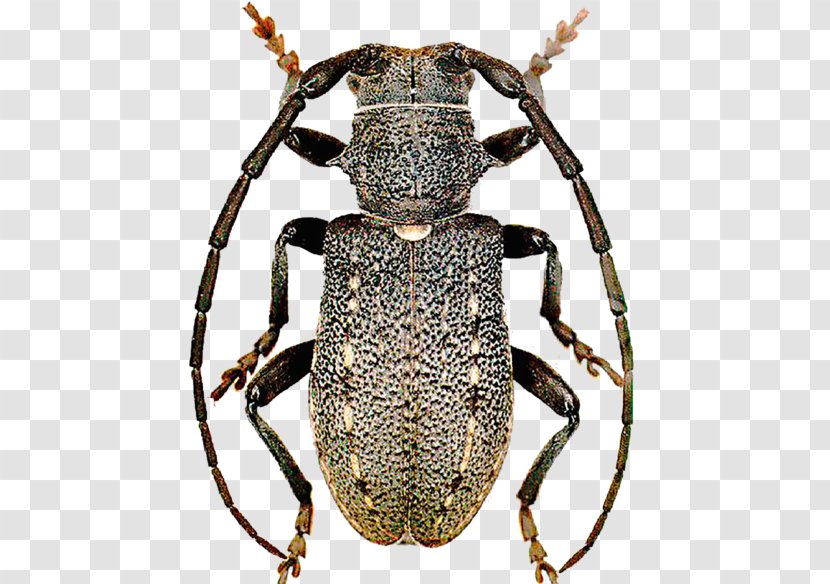 Weevil Longhorn Beetle Scarab Terrestrial Animal - Invertebrate Transparent PNG