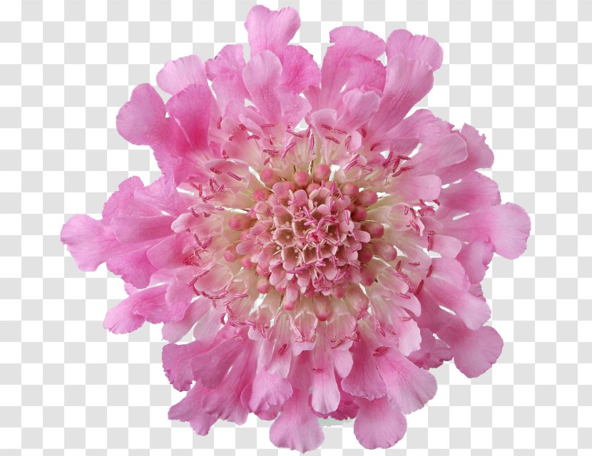 Pink Flowers Rose Transparent PNG