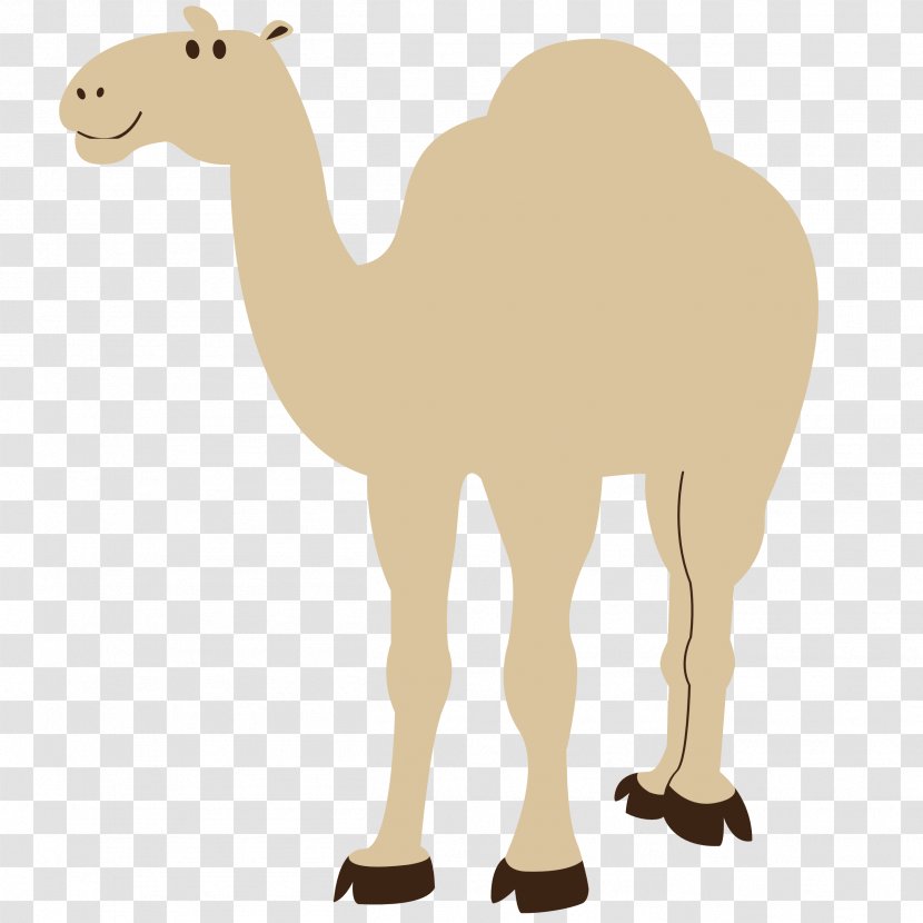 Dromedary Clip Art - Fauna - Camel Transparent PNG