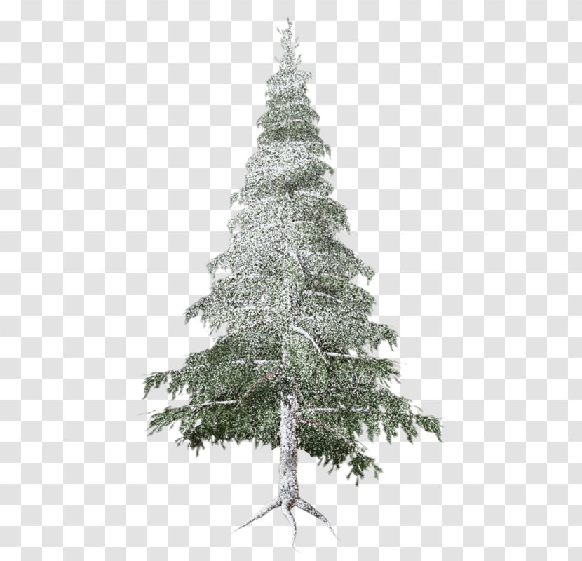 Spruce Christmas Ornament Tree Fir Pine - Branch Transparent PNG