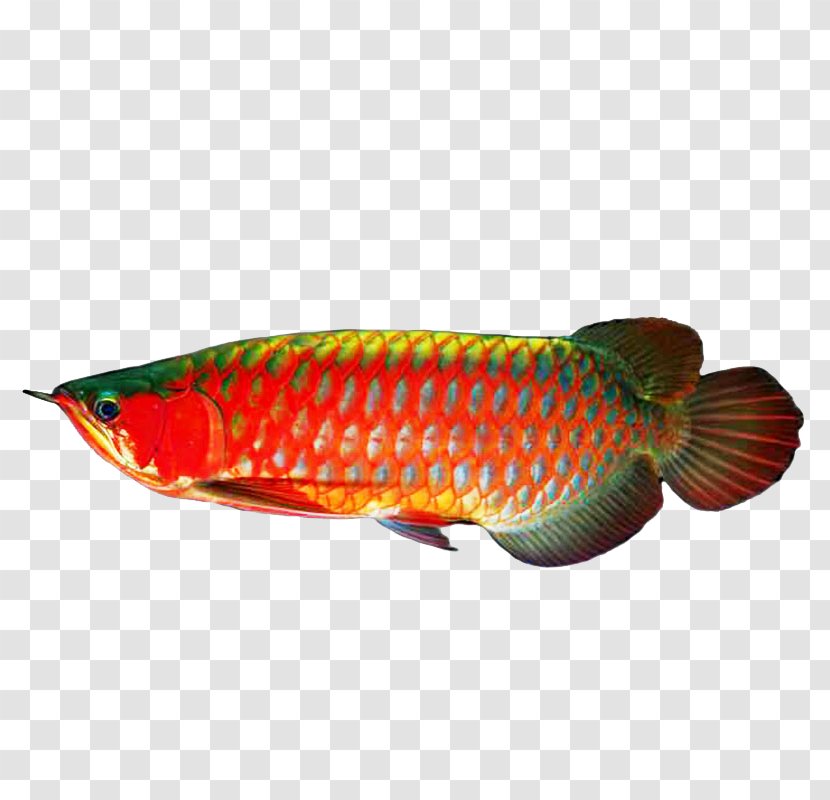 Red Dragons Blood Fish - Imperial Dragon Super Wild Chixue Transparent PNG