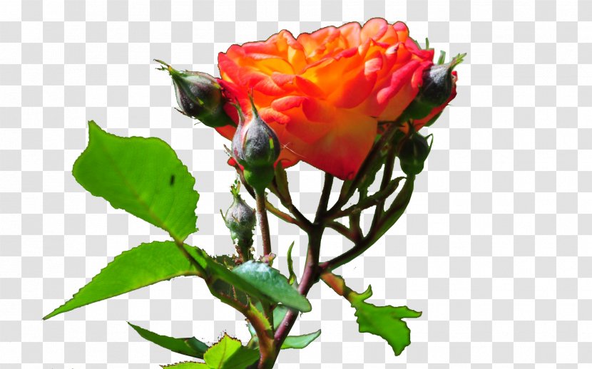 Garden Roses Cabbage Rose Floribunda Bud Cut Flowers - Annual Plant Transparent PNG