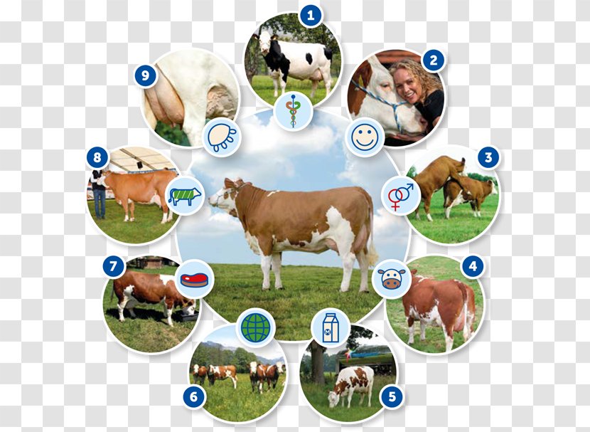 Dairy Cattle Fleckvieh Calf FC Bayern Munich Celgetal - Livestock - Sperma Transparent PNG