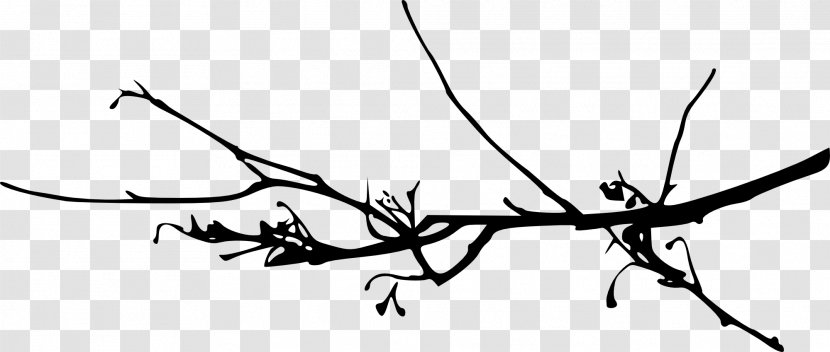 Branch Tree Twig - Plant Transparent PNG