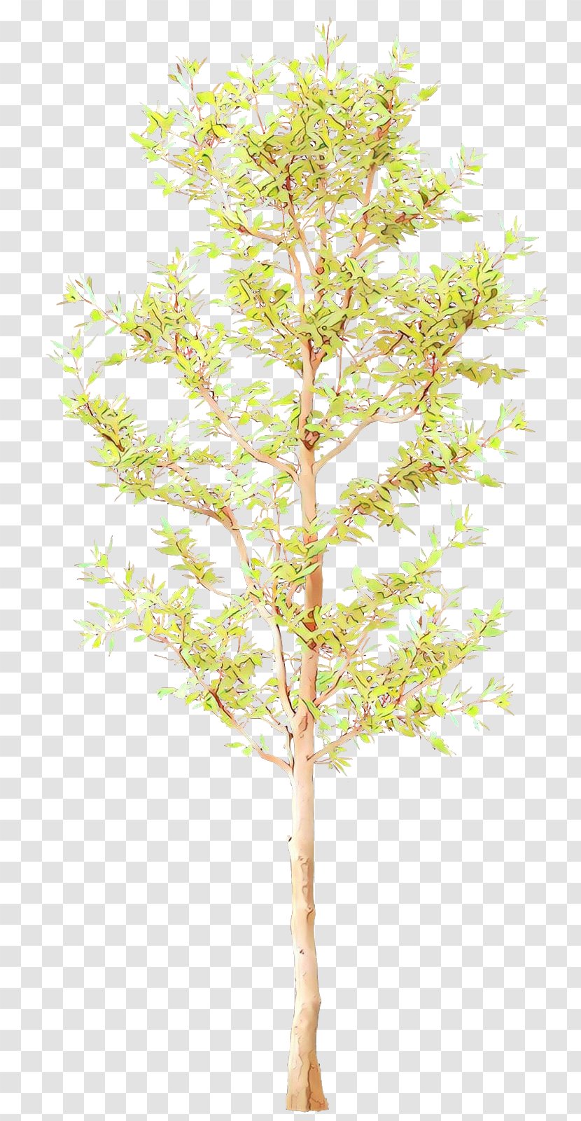 Tree Plant Branch Leaf Twig - Cartoon - Flowering Flower Transparent PNG