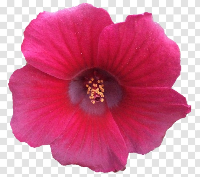 Shoeblackplant Pink M Annual Plant Herbaceous - Mallow Family - Darshan Transparent PNG