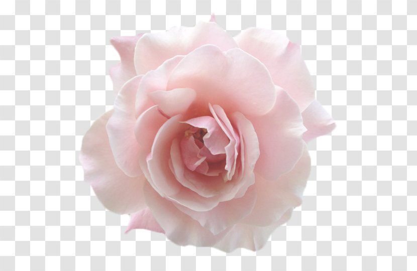Garden Roses Floribunda Jackson & Perkins Pink Centifolia - Cut Flowers - Aestheticism Transparent PNG