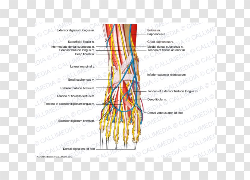 Foot Intermediate Dorsal Cutaneous Nerve Human Anatomy - Watercolor - Superficial Temporal Transparent PNG